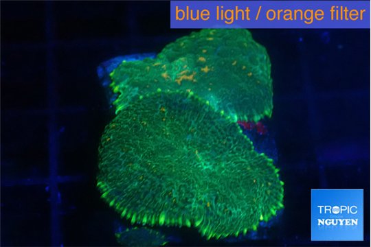 Rhodactis green gold 2 polyps WYSIWYG acclimaté