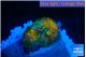 Ricordea yuma Goliath rainbow 1 polyp WYSIWYG acclimaté