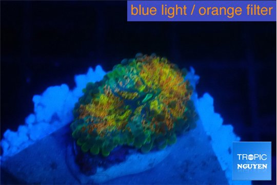 Ricordea yuma Goliath rainbow 1 polyp WYSIWYG acclimaté