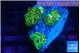 Discosoma gold dust 3 polyps WYSIWYG acclimaté