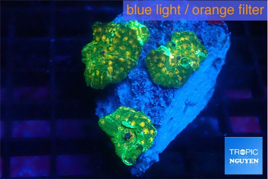 Discosoma gold dust 3 polyps WYSIWYG acclimaté