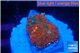 Rhodactis magma 2 polyps WYSIWYG acclimaté