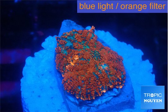 Rhodactis magma 2 polyps WYSIWYG acclimaté