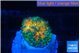Ricordea yuma Goliath rainbow 1 polyp WYSIWYG acclimaté