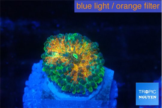 Ricordea yuma Goliath rainbow 1 polyp WYSIWYG acclimaté