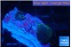 Rhodactis black & gold spot 2 polyps WYSIWYG acclimaté