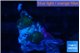 Rhodactis black & gold spot 2 polyps WYSIWYG acclimaté