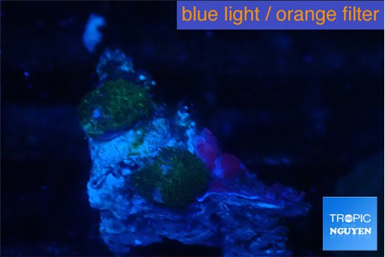 Rhodactis black & gold spot 2 polyps WYSIWYG acclimaté