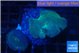 Discosoma deep blue avatar 2 polyps WYSIWYG acclimaté
