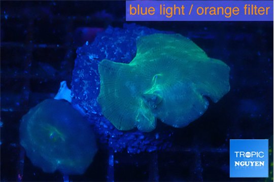 Discosoma deep blue avatar 2 polyps WYSIWYG acclimaté