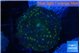 Discosoma watermelon 1 polyp WYSIWYG acclimaté