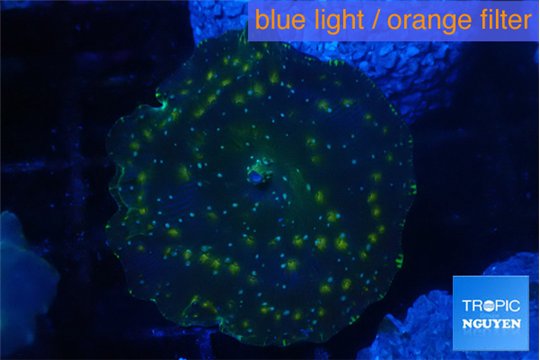 Discosoma watermelon 1 polyp WYSIWYG acclimaté