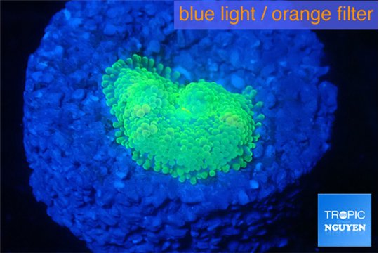 Ricordea floridae green golden 1 polyp WYSIWYG acclimaté