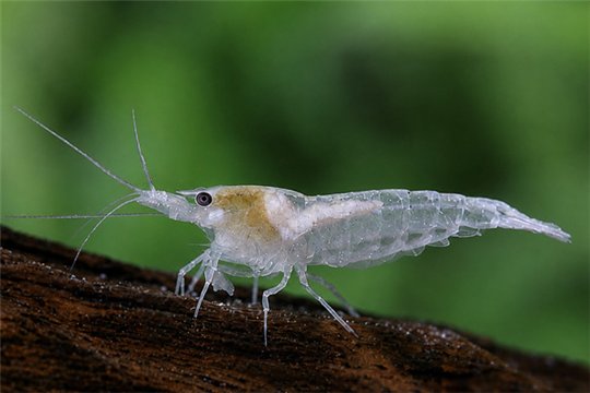 Crevette Caridina multidentata white (japonica) élevage 2,1-2,9 cm