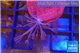 Xenia long polyps 2-3 cm WYSIWYG acclimaté