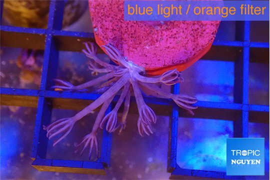 Xenia long polyps 2-3 cm WYSIWYG acclimaté