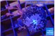 Xenia pumping & Xenia long polyps 2-4 cm WYSIWYG acclimaté