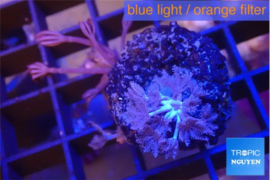 Xenia pumping & Xenia long polyps 2-4 cm WYSIWYG acclimaté