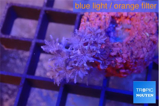 Xenia pumping 2-3 cm WYSIWYG acclimaté