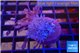 Xenia pumping & Xenia long polyps 2-4 cm WYSIWYG acclimaté