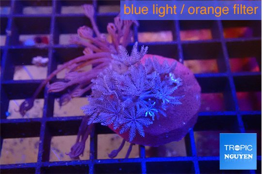 Xenia pumping & Xenia long polyps 2-4 cm WYSIWYG acclimaté