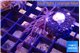 Xenia long polyps 2-3 cm WYSIWYG acclimaté