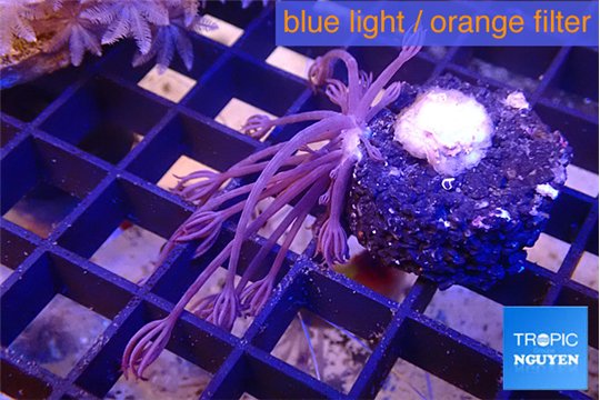 Xenia long polyps 2-3 cm WYSIWYG acclimaté