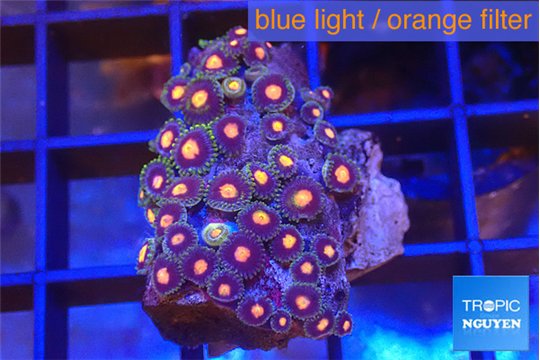 Zoanthus orange rainbow 2-3 cm WYSIWYG acclimaté