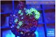 Pachyclavularia full neon green 2 cm WYSIWYG acclimaté