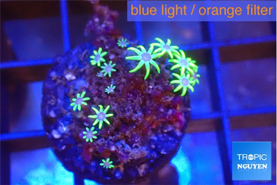 Pachyclavularia full neon green 2 cm WYSIWYG acclimaté