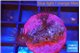 Parazoanthus gracilis yellow polyps 2 polyps WYSIWYG acclimaté