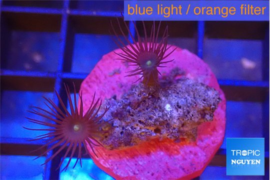 Parazoanthus gracilis yellow polyps 2 polyps WYSIWYG acclimaté
