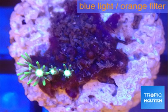 Pachyclavularia neon green 2 cm WYSIWYG acclimaté