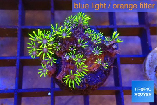 Pachyclavularia full neon green 2-3 cm WYSIWYG acclimaté