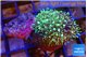 Pachyclavularia neon green 2-3 cm WYSIWYG acclimaté
