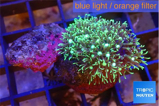 Pachyclavularia neon green 2-3 cm WYSIWYG acclimaté