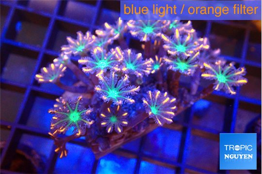 Clavularia papaya fire works 4-6 cm WYSIWYG acclimaté