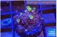 Pachyclavularia full neon green 2 cm WYSIWYG acclimaté