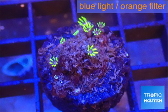Pachyclavularia full neon green 2 cm WYSIWYG acclimaté