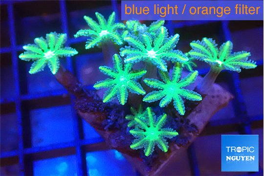 Clavularia papaya lemon tipped 2-4 cm WYSIWYG acclimaté