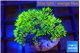 Pachyclavularia full neon green 2-3 cm WYSIWYG acclimaté
