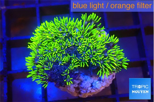 Pachyclavularia full neon green 2-3 cm WYSIWYG acclimaté