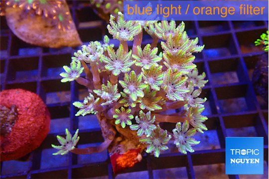 Clavularia papaya fire purple 5-7 cm WYSIWYG acclimaté