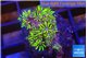 Pachyclavularia full neon green 2 cm WYSIWYG acclimaté