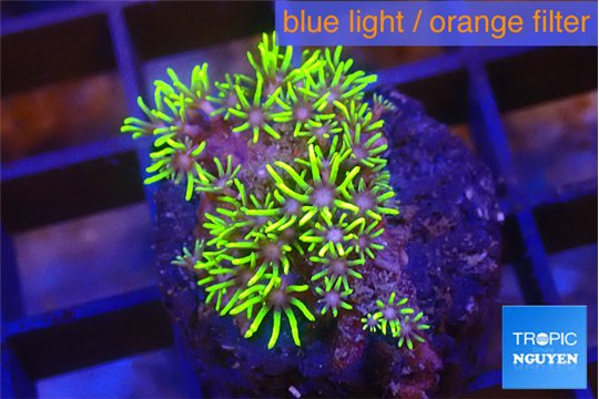 Pachyclavularia full neon green 2 cm WYSIWYG acclimaté