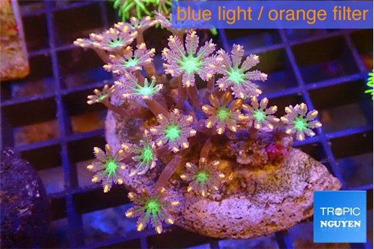 Clavularia papaya fire works 4-6 cm WYSIWYG acclimaté