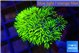 Pachyclavularia pink neon green 2-4 cm WYSIWYG acclimaté