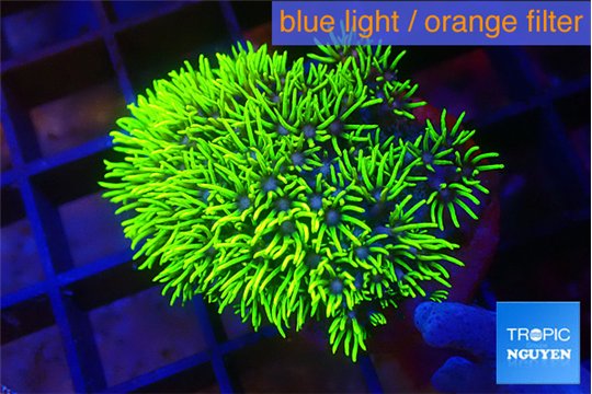 Pachyclavularia pink neon green 2-4 cm WYSIWYG acclimaté