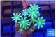 Clavularia papaya lemon tipped 2-4 cm WYSIWYG acclimaté