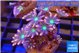 Clavularia papaya fire works 4-6 cm WYSIWYG acclimaté